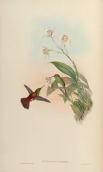 Erythronota edwardi = Amazilia edward